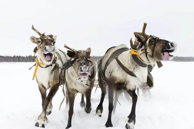 1 husky and reindeer sledding ride in levi Husky and Reindeer Sledding Ride in Levi
