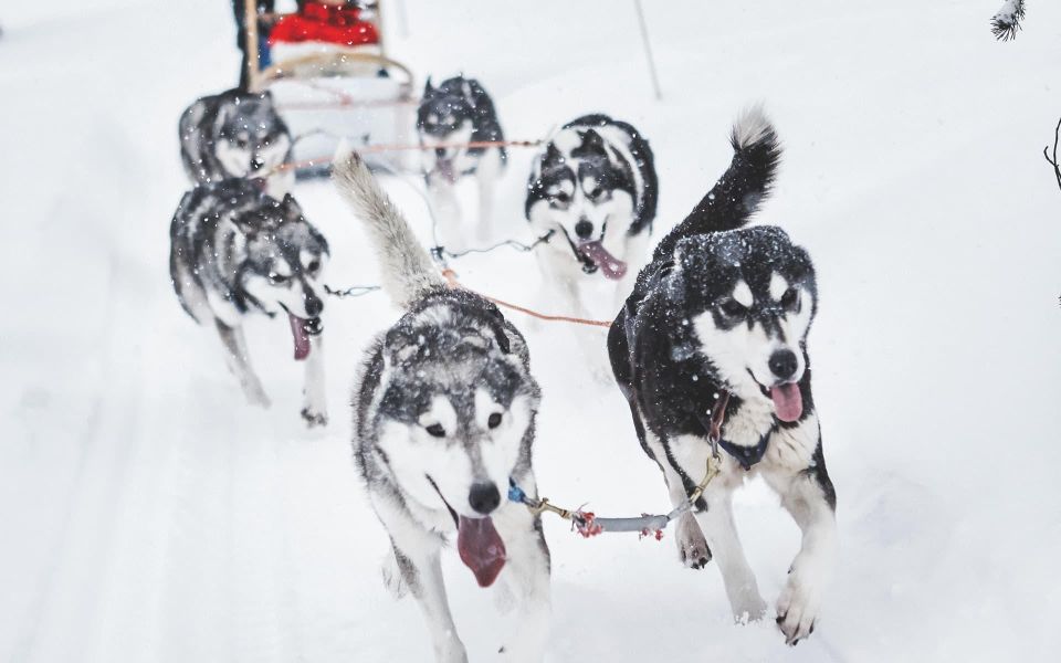 1 husky safari 1 hour 10 km small group mushing Husky Safari 1 Hour (10 Km) Small-Group Mushing Experience