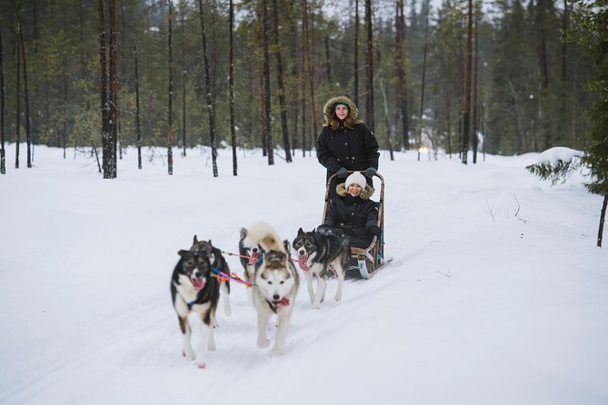 1 husky safari from rovaniemi including a husky sled ride Husky Safari From Rovaniemi Including a Husky Sled Ride