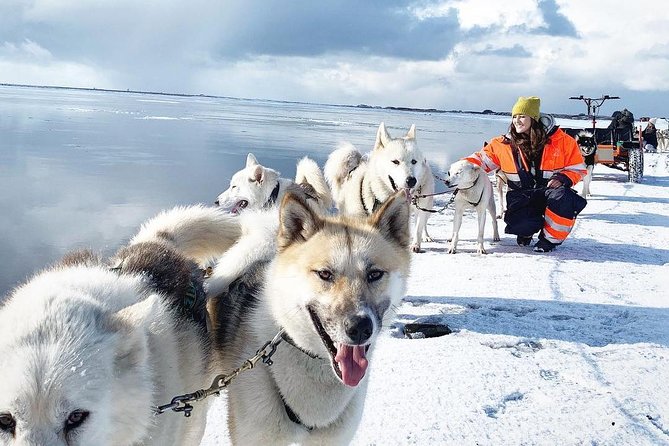 Husky Sledding Small-Group Tour From Capital Region