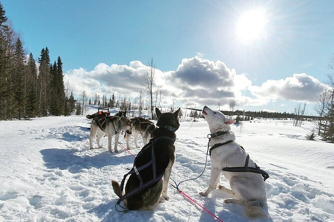 1 husky sledding tour Husky Sledding Tour