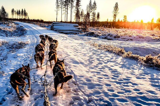 1 husky sleigh ride to the deeper forest 12 to 14 km Husky Sleigh Ride to the Deeper Forest 12 to 14 Km