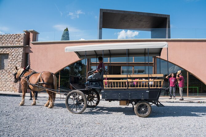 In a Carriage Among the Vineyards, Visit of the Cellar, Tasting of Organic Wines.