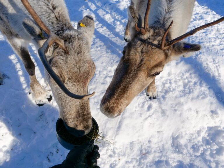 Inari: Sami Culture, Reindeer Farm Visit, and Campfire Lunch