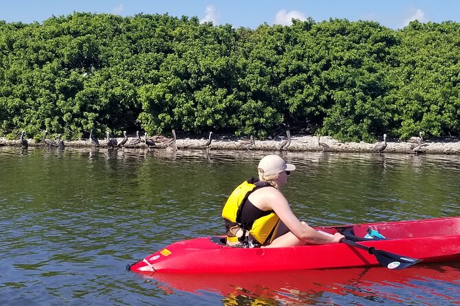 Indian River Clear Bottom Kayak or Paddleboarding Manatee and Dolphin Tour