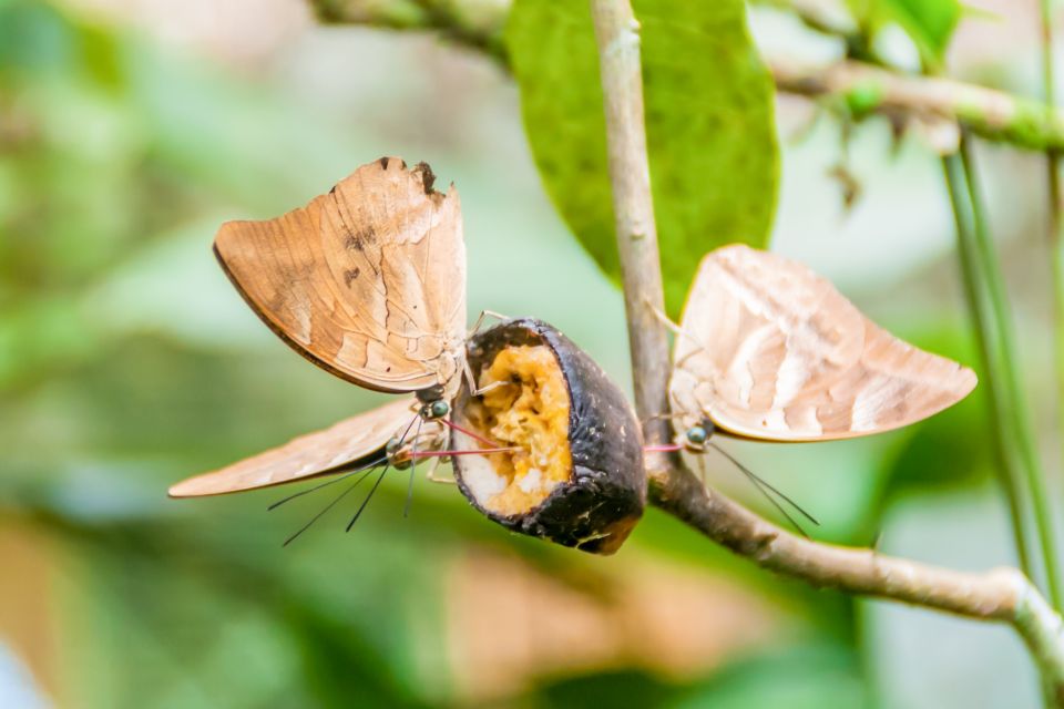 1 iquitos 6 hour amazon river tour w belen butterfly farm Iquitos: 6-Hour Amazon River Tour W/ Belén & Butterfly Farm