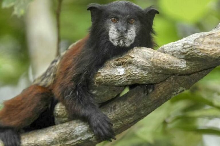 Iquitos: Amazon River Full Day Guided Tour