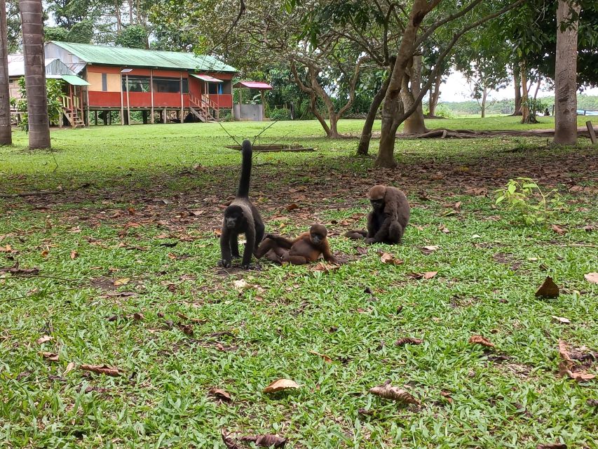 Iquitos: Full Day Isla De Los Monos Tour