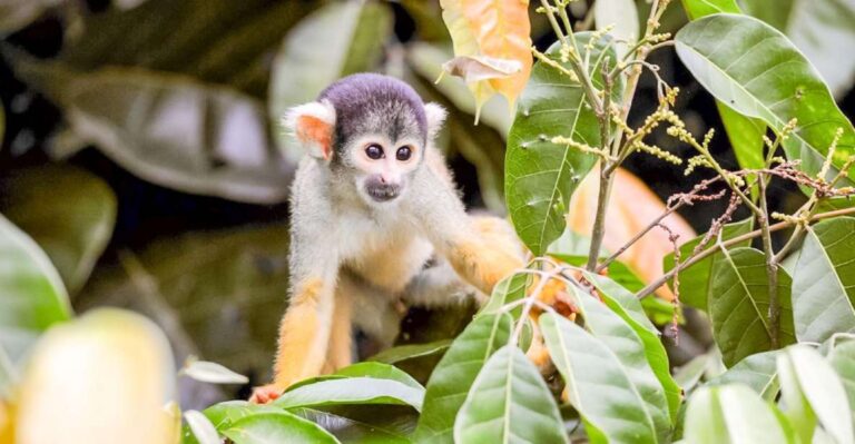 Iquitos: Full Day Pacaya Samiria National Reserve Tour