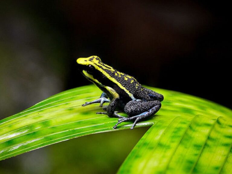 Iquitos: Full-Day Poisonous Frogs Valley Tour