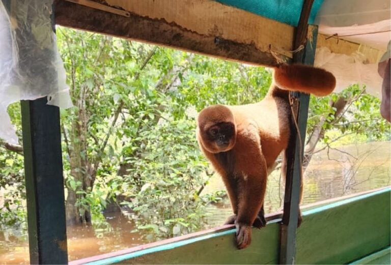 Iquitos: Full Day Wild Life in the Amazon