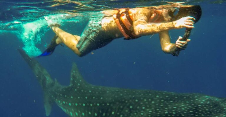 Isla Mujeres: Whale Shark Tour