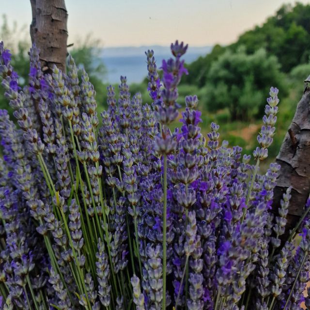 Island Hvar: Olive Grove Sunset Dinner in a Bay