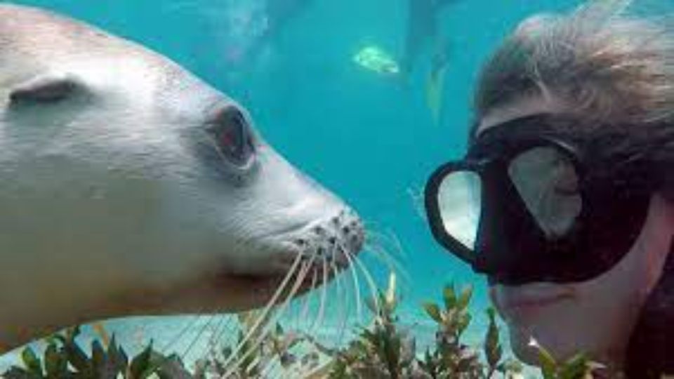 1 islas palomino swimming with sea lions Islas Palomino - Swimming With Sea Lions