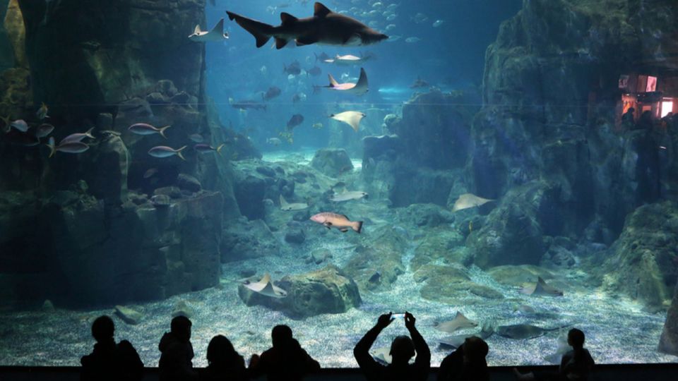 1 istanbul istanbul aquarium ticket shuttle bus from taksim Istanbul: Istanbul Aquarium Ticket & Shuttle Bus From Taksim