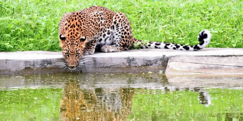 Jaipur: Private Jhalana Leopard Safari Tour