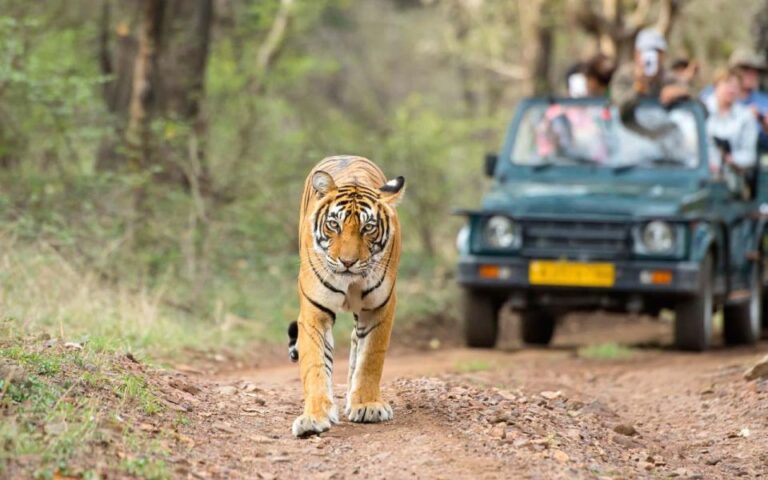 Jaipur To Ranthambore One Way Private Transfer