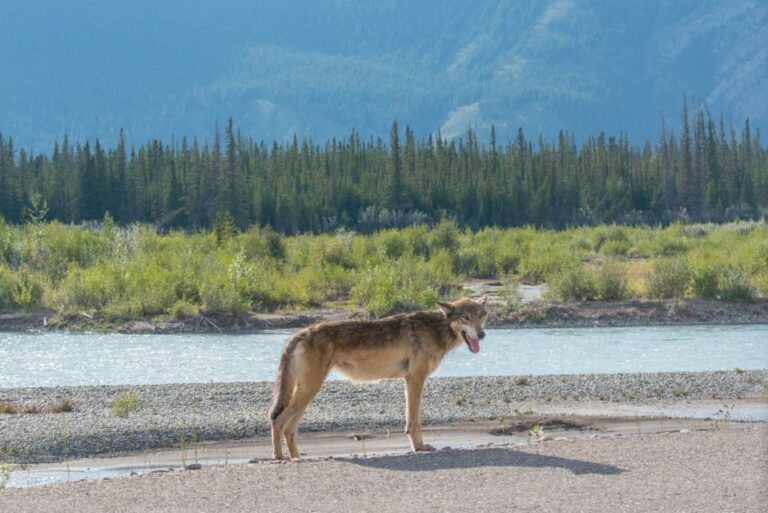 Jasper National Park: Evening or Morning Wildlife Watch Tour