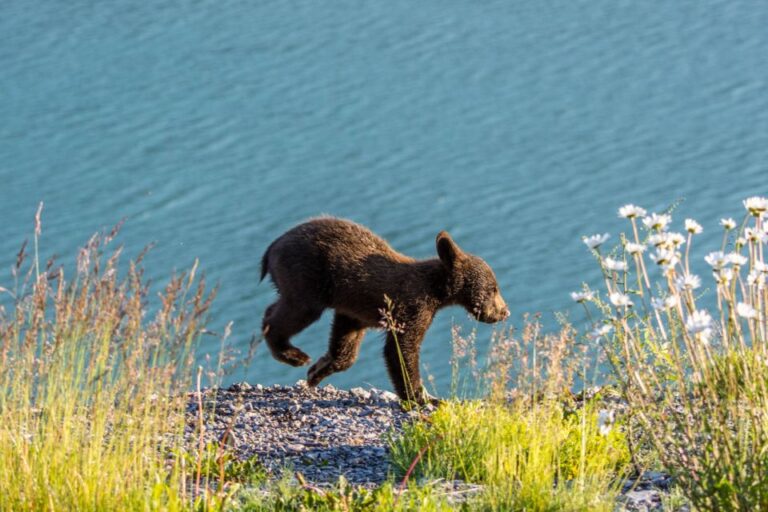 Jasper: Wildlife and Waterfalls Tour With Lakeshore Hike