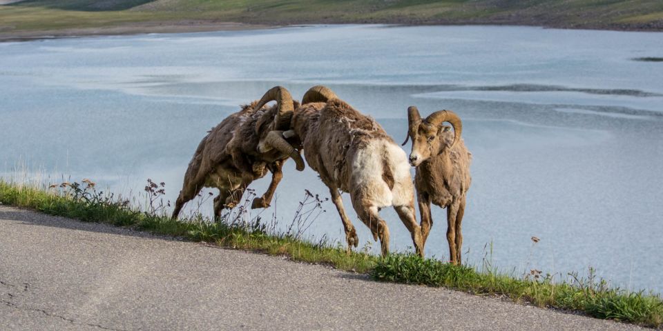 1 jasper wildlife and waterfalls tour with maligne cruise Jasper: Wildlife and Waterfalls Tour With Maligne Cruise