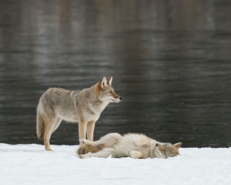 Jasper: Winter Wildlife Bus Tour in Jasper National Park