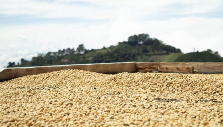 Jericó: Coffee Tour With Tasting and Souvenir Included
