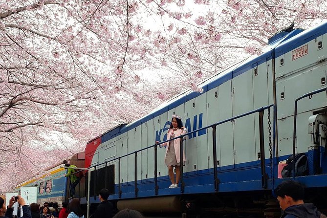 1 jinhae cherry blossom and busan sunrise tour from seoul Jinhae Cherry Blossom and Busan Sunrise Tour From Seoul