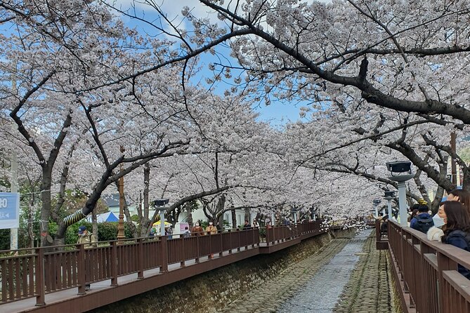 Jinhae Cherry Blossom Festival Tour