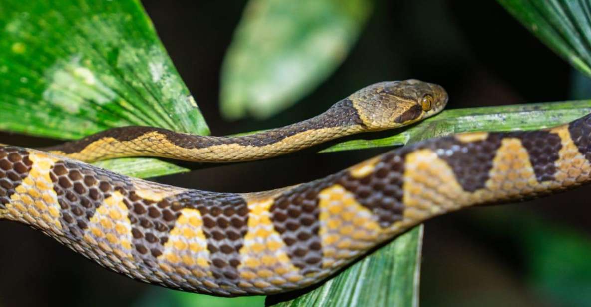 Jungle Night Walk/ Nocturnal Wildlife And Jungle Sounds