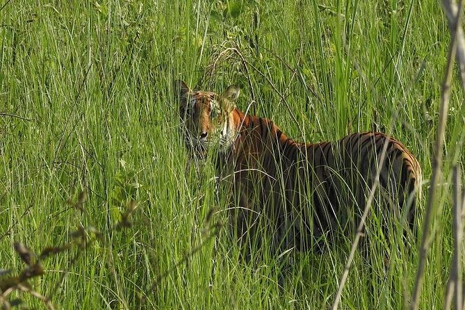 Jungle Safari Tour in Chitwan National Park
