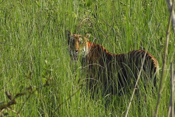 1 jungle safari tour in chitwan national park Jungle Safari Tour in Chitwan National Park