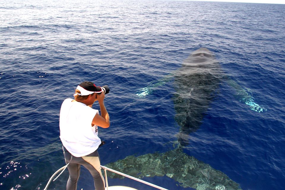 1 kailua kona humpback whale watching adventure cruise Kailua Kona: Humpback Whale Watching Adventure Cruise