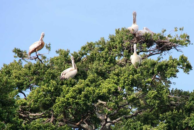 Kalametiya Sanctuary Birdwatching Boat Ride