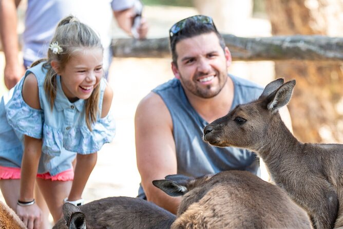 Kangaroo Experience at Healesville Sanctuary – Excl. Entry