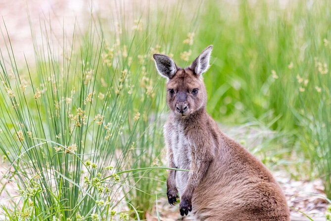 Kangaroo Experience at Melbourne Zoo – Excl. Entry