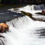 1 katmai brooks falls bear experience Katmai Brooks Falls Bear Experience