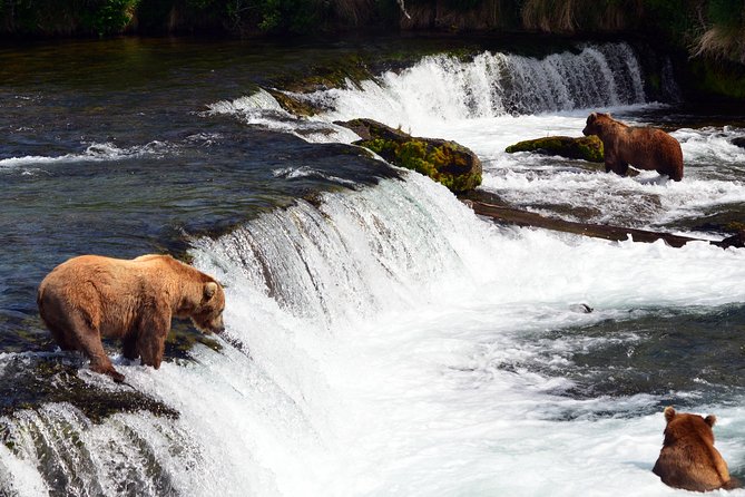 Katmai Brooks Falls Bear Experience