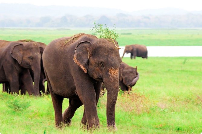 1 kaudulla national park shared safari Kaudulla National Park Shared Safari
