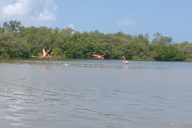 1 kayak experience in the mangroves of Kayak Experience in the Mangroves of Holbox