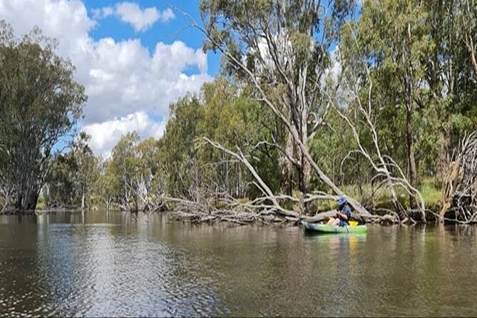 1 kayak self guided tour on the campaspe river elmore 30 minutes from bendigo Kayak Self-Guided Tour on the Campaspe River Elmore, 30 Minutes From Bendigo