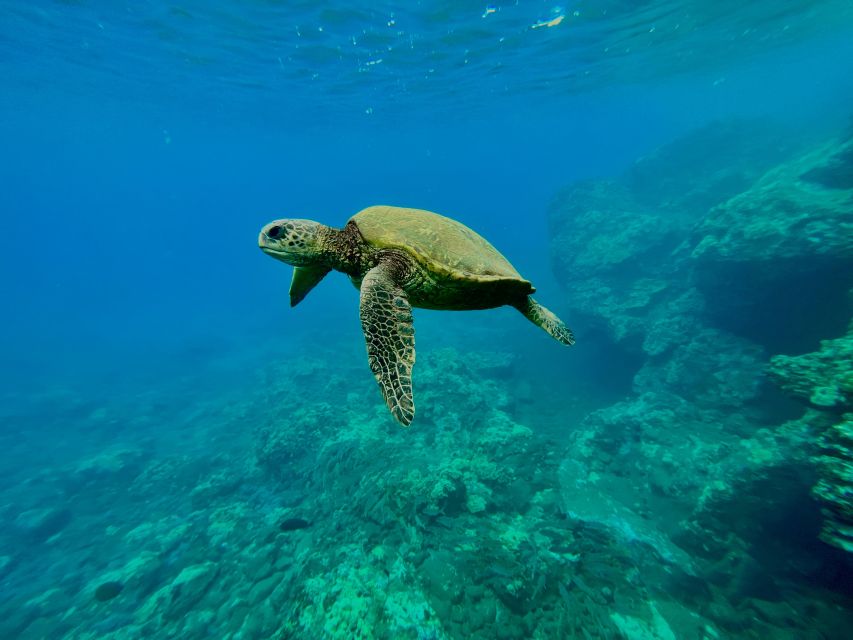 Kayak, Whale Watch And Snorkel At Turtle Town - Experience Highlights