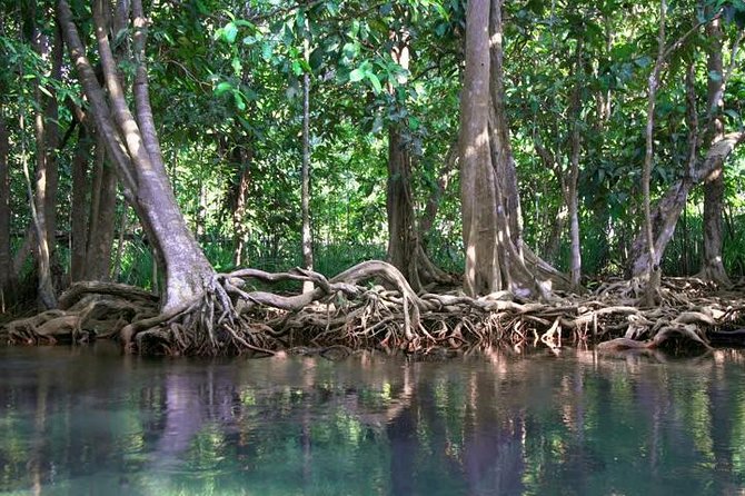 Kayaking in Ao Thalane – Discover the Mangrove Life