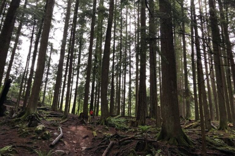 Kayaking Vancouver Tour