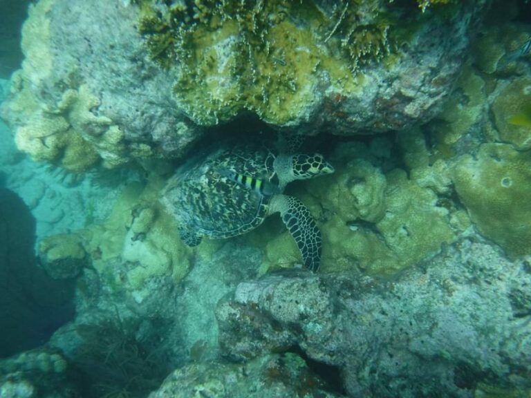 Key West: 3-Hour Afternoon Reef Snorkel With Drinks