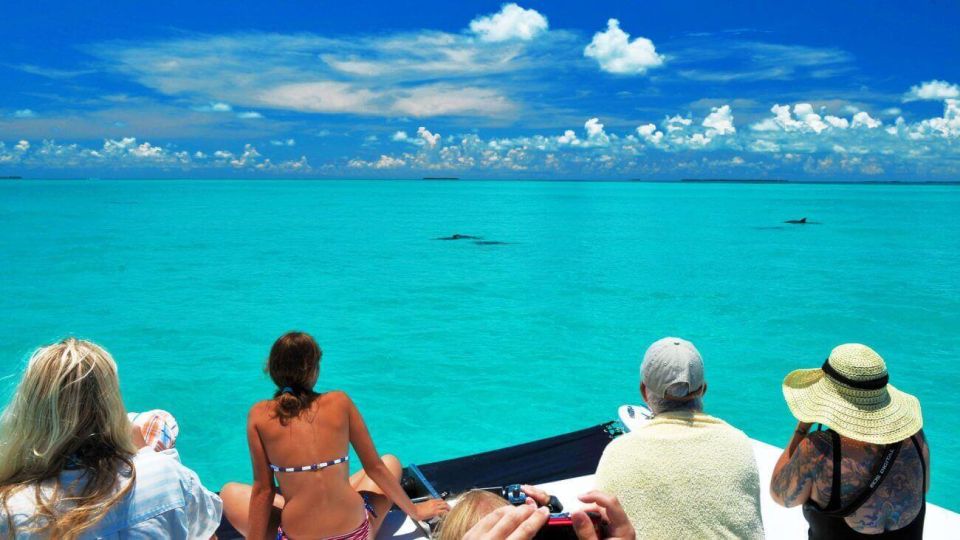 1 key west dolphin watching and snorkeling eco cruise tour Key West: Dolphin Watching and Snorkeling Eco Cruise Tour