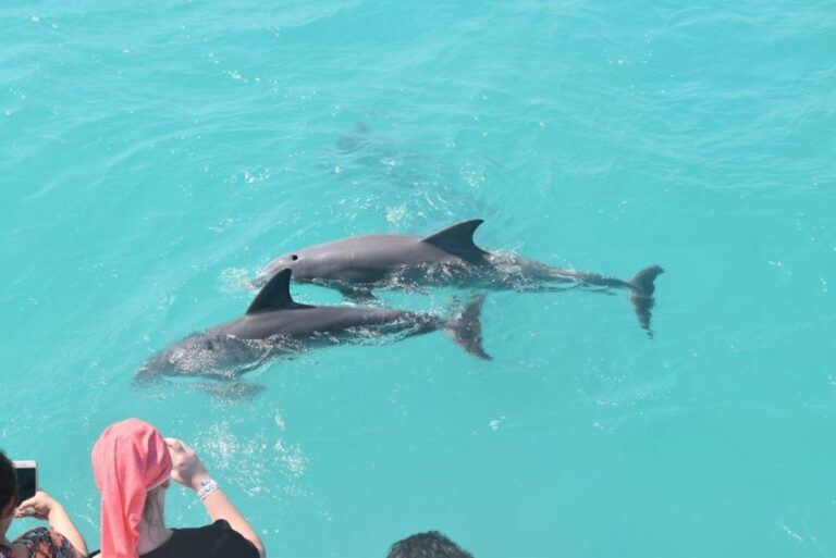 Key West: Dolphin Watching, Snorkeling, and Sunset Cruise