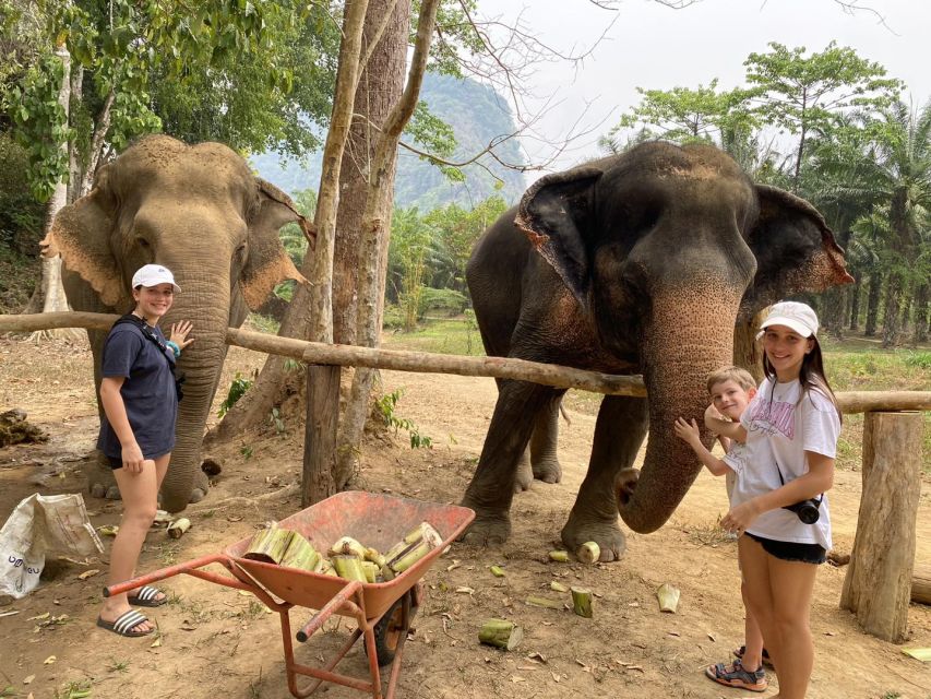 1 khao lak khao sok elephant sanctuary and night jungle walk Khao Lak: Khao Sok Elephant Sanctuary and Night Jungle Walk