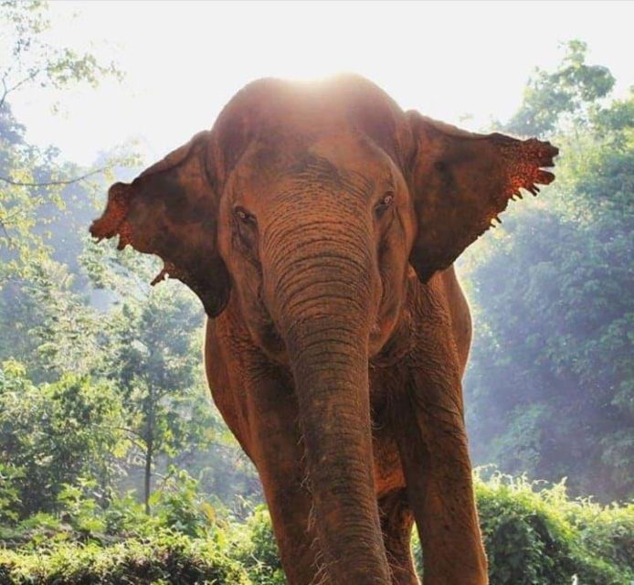 Khao Lak: Unique Dusk Ethical Elephant Sanctuary Experience