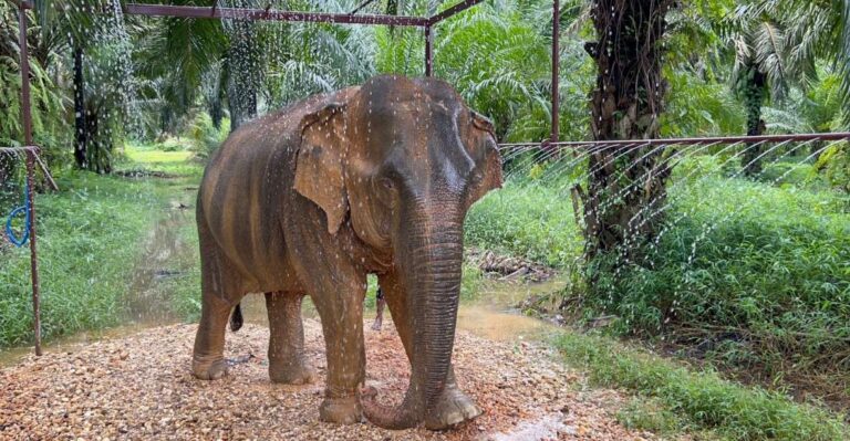 Khao Sok: Ethical Elephant Sanctuary Visit