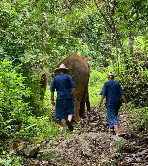 Khao Sok: Unique Dawn Ethical Elephant Sanctuary Experience